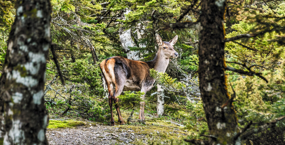 wildtiere und bergwandern