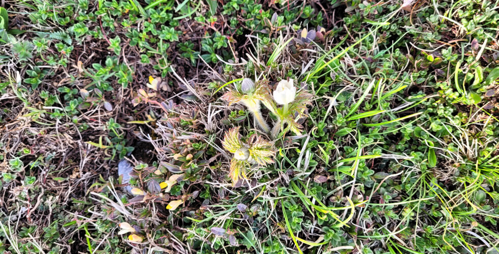 Wildtiere beobachten Pelz Anemone